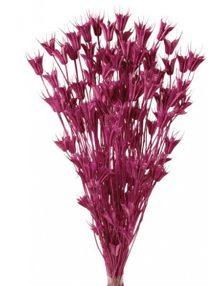 Nigella Oriental Malva