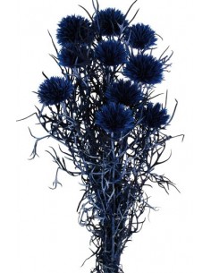 Echinops Preservado Azul...