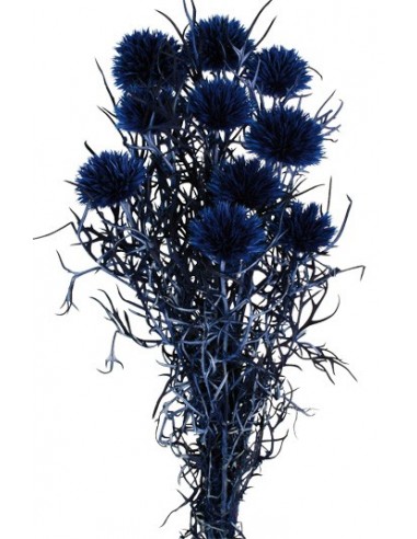 Echinops Preservado Azul Oscuro