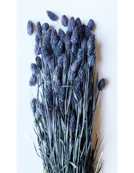 Phalaris Azul Oscuro 200g
