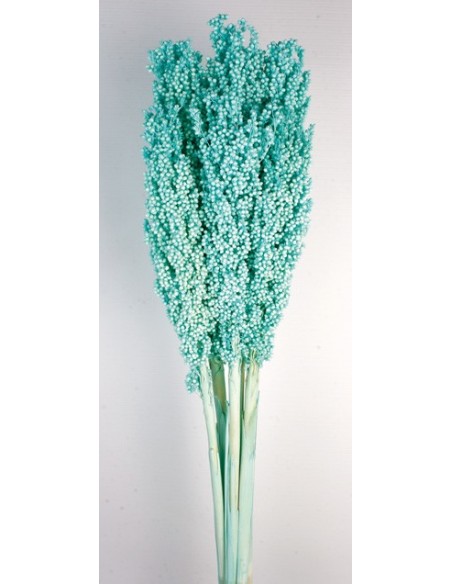 Sorghum 80/100 Turquesa
