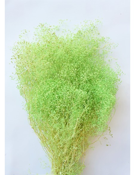 Gypsophila Preservada Mini Verde Pistacho 100g