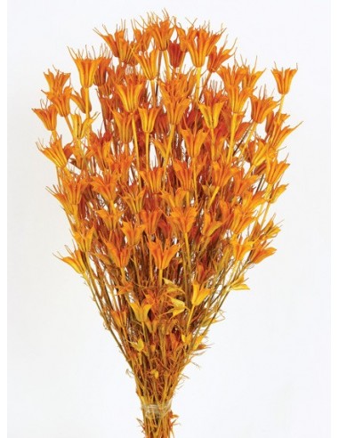 Nigella Oriental Naranja 100g 50cm