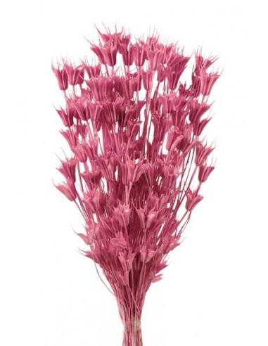 Nigella Oriental Rosa Oscuro 100g 50cm