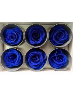 Rosa Estandar x6 Azul 5-6cm