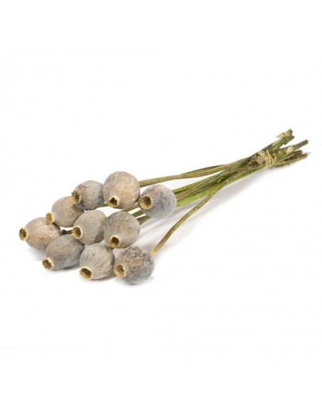 Papaver gigante Natural