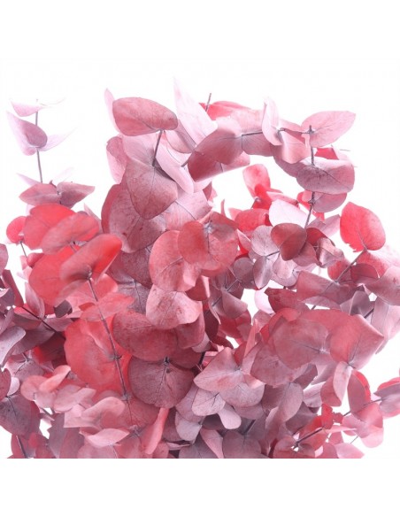 Eucalipto cinerea espiral preservado burdeos