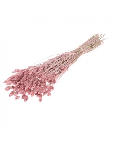 Phalaris Cherry Bloosom 300g