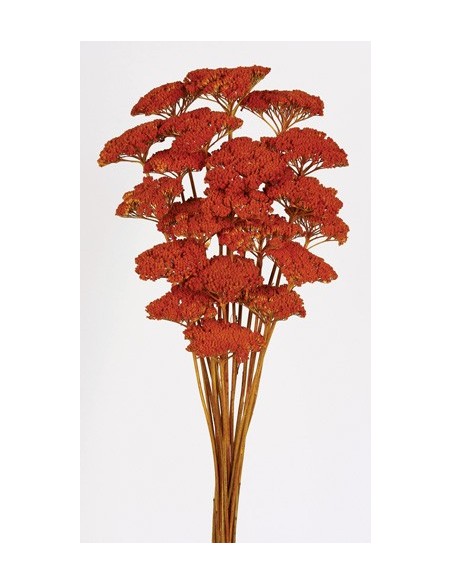 Achillea filipendulina Preservada Naranja