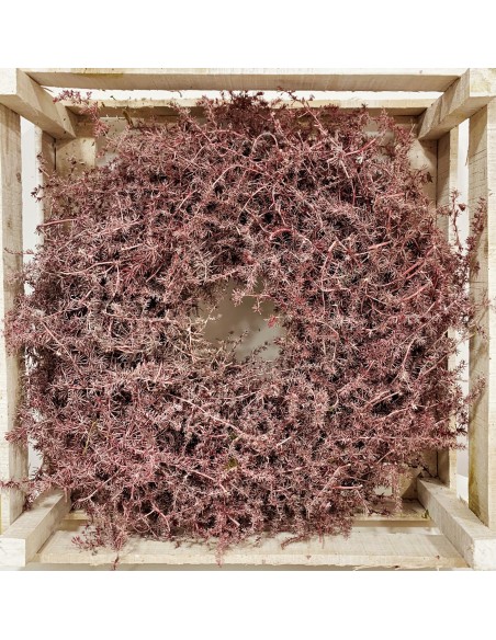 Corona Esparraguera Burdeos 35cm