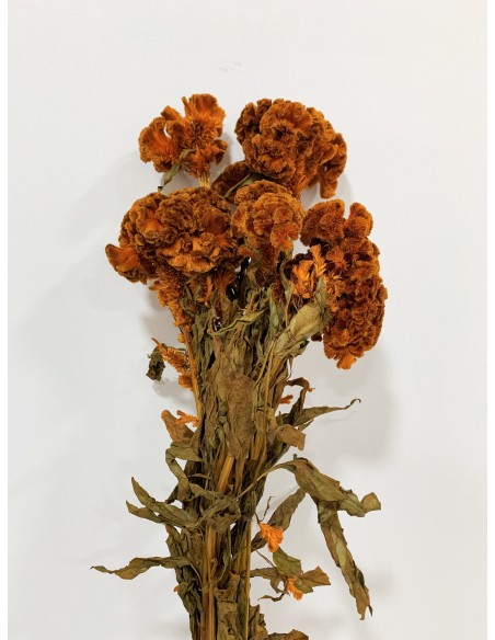 Celosia Preservada Naranja