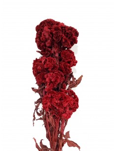 Celosia Preservada Roja