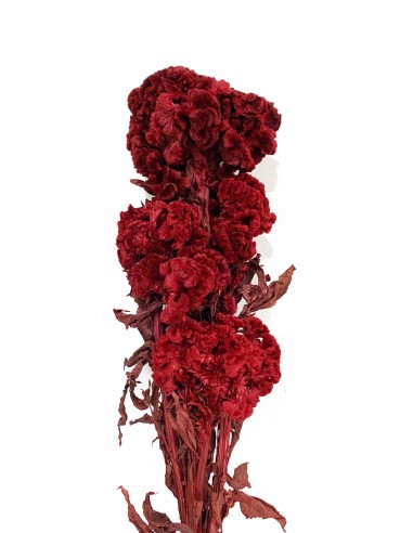 Celosia Preservada Roja