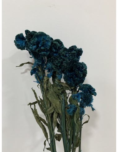 Celosia Argentea Preservada Azul