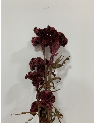 Celosia Argentea Preservada Rosa Oscuro