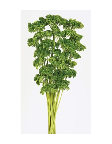 Achillea filipendulina Preservada Verde Claro