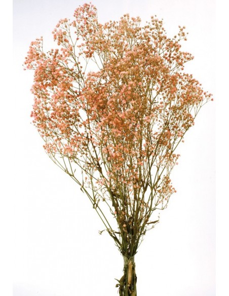 Gypsophila paniculata preservada Rosa/Salmón
