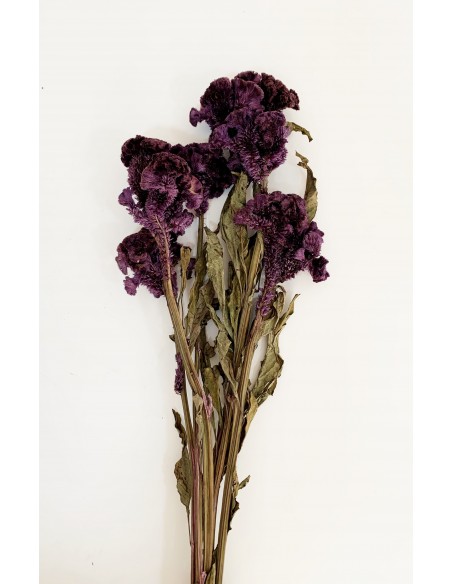 Celosia Preservada Morada