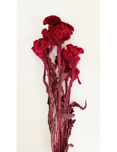 Celosia Preservada Fucsia