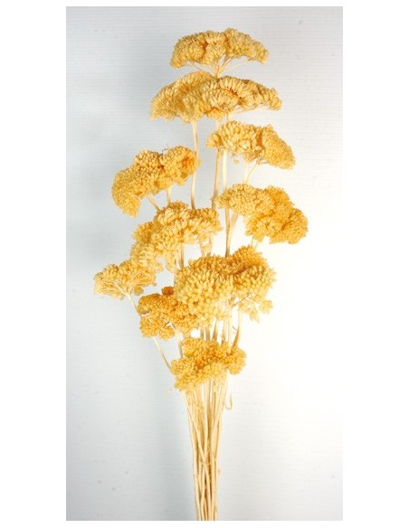 Achillea Filipendulina Amarillo suave