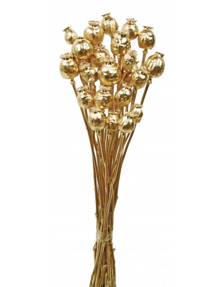 Papaver Oro Metalizado