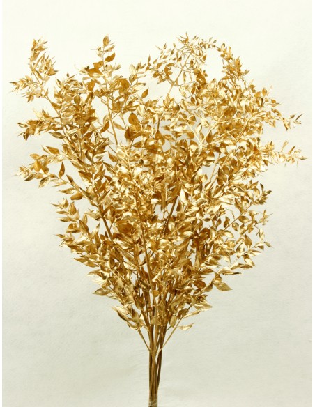 Ruscus Preservado Oro metalizado