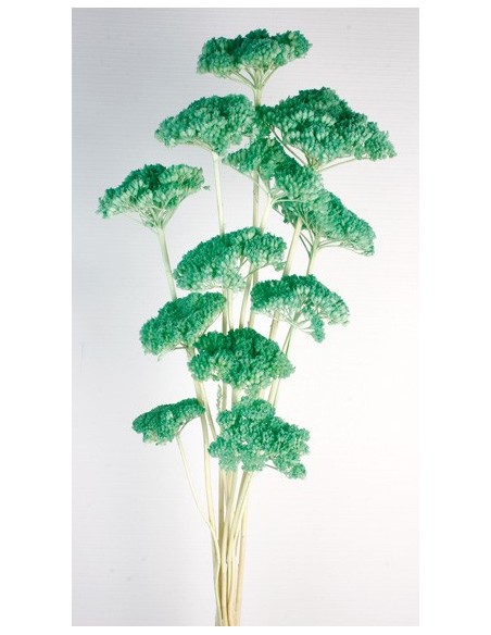 Achillea Filipendulina Turquesa