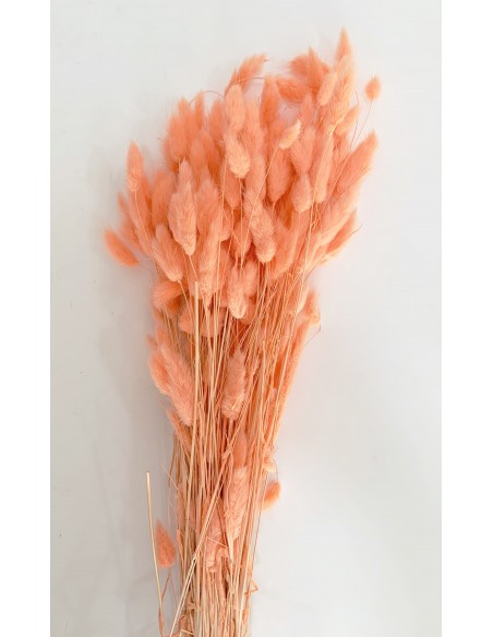 Lagurus Bunny Tails Salmón 100g