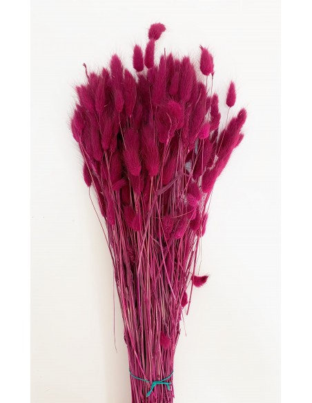 Lagurus Fucsia oscuro 100g