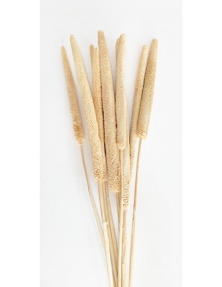 Babla Crema x10 70cm