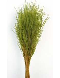Fine Grass Verde 50cm
