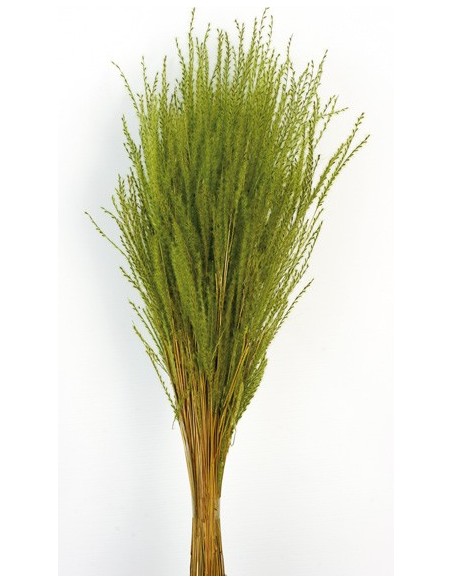 Fine Grass Verde 50cm