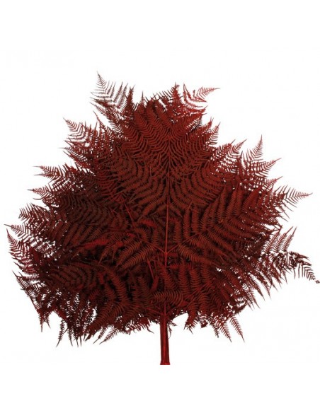 Helecho Bracken Burdeos Claro 60cm