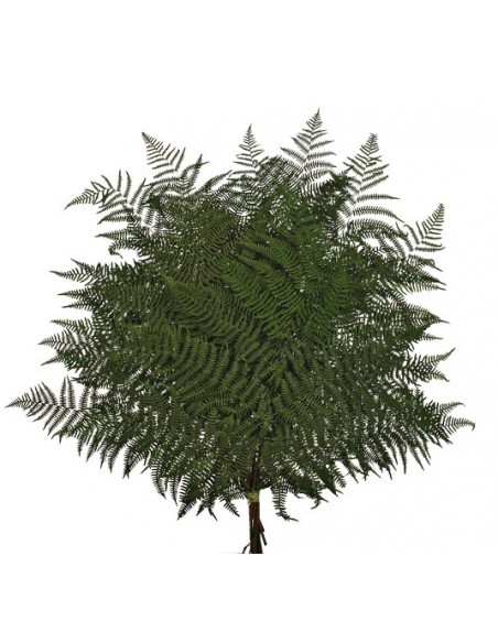 Helecho Bracken Verde 60cm x10
