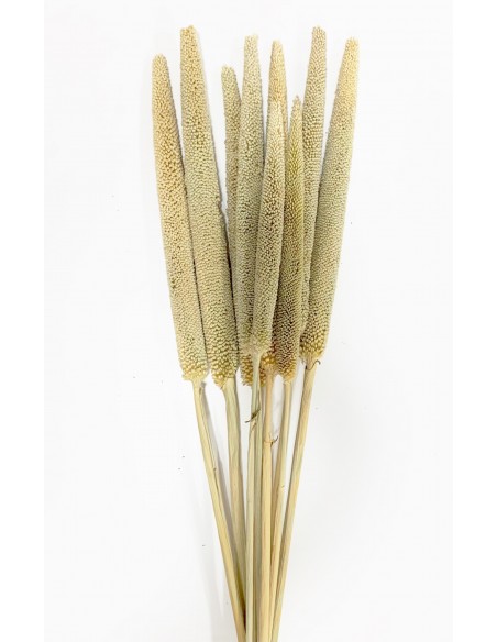 Babla Natural  x10 70cm