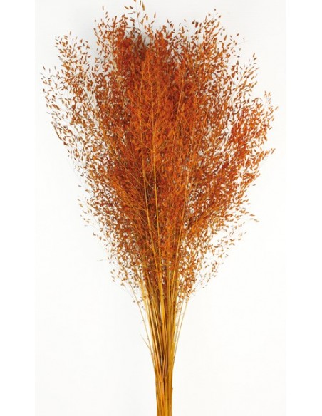 Carrapatinho Naranja 100cm