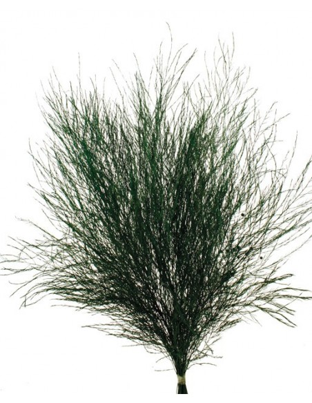 Esparraguera Preservada Trifle 70cm