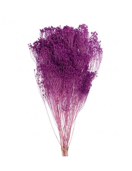 Brooms blum seco Lila 100g