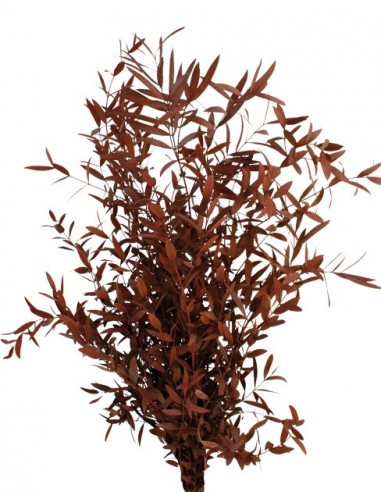 Eucalipto Parvifolia Burdeos 150g