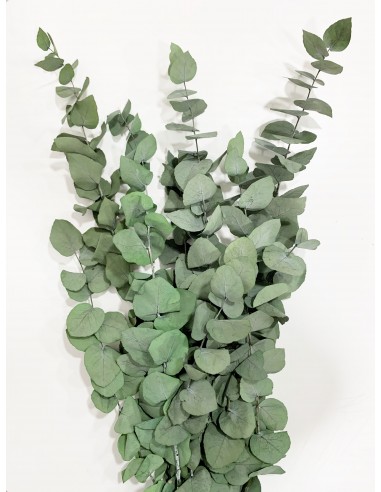 Eucalipto Stuartiana Verde 150g