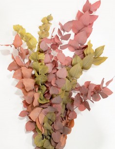 Eucalipto Stuartiana Tricolor  150g