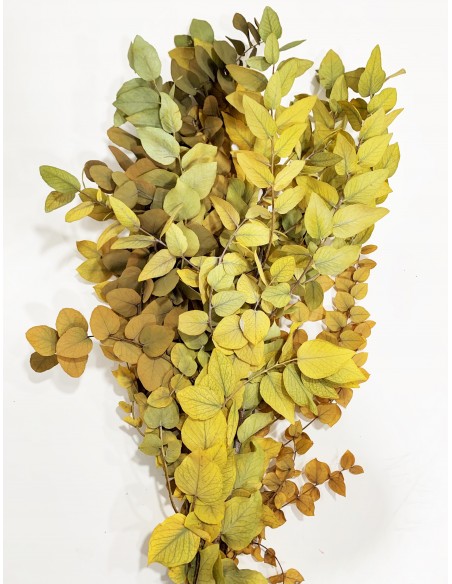 Eucalipto Stuartiana Amarillo Otoñal 150g