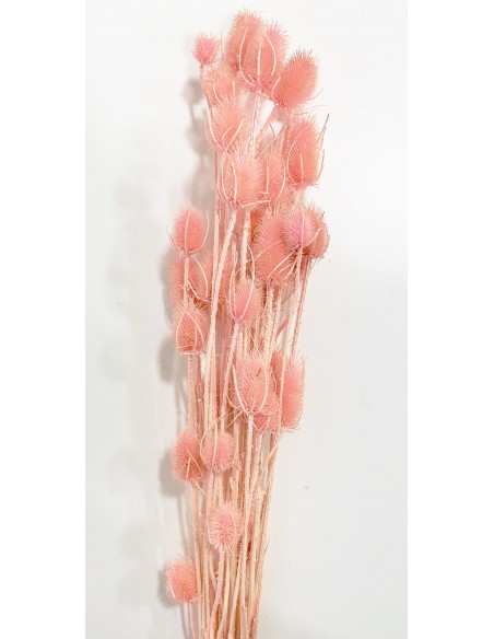Cardo Rosa Pastel x20 unidades
