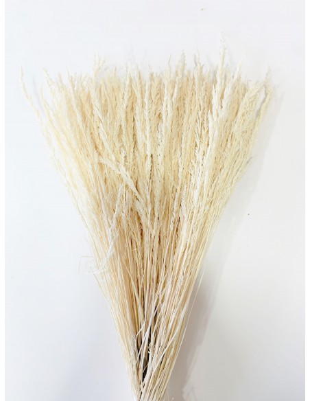 Cypressina Blanca 70g