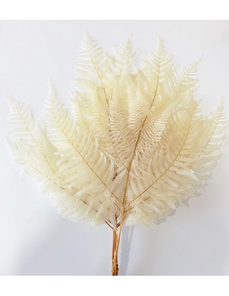 Helecho Preservado Blanco x5