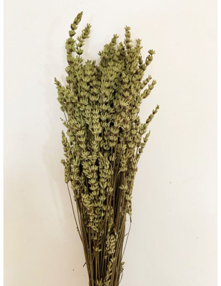 Lavanda Preservada Verde Musgo 45cm