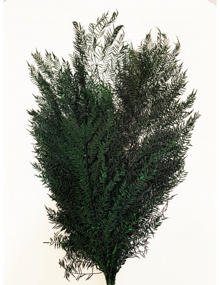 Jacaranda Preservada 40cm