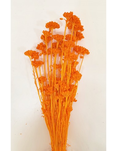 Lona Amarilla Ocre 50cm