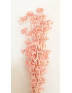 Lonas Rosa Pastel 50cm