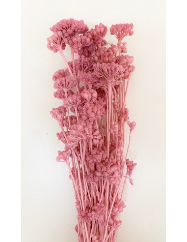 Lonas Rosa/fucsia 50cmm